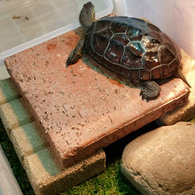 水を変えてと言ってそうな…の画像