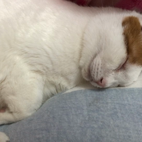 イビキ〜の画像