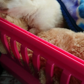 チマチマワンコにエールをの画像