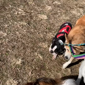 2月9日11わんこと1時間30分遠足　　代々木公園の画像