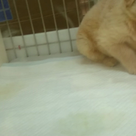 ゴールデン レトリバー デビューしました(^-^)/の画像