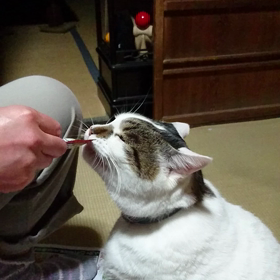 うちも真似てみたの画像