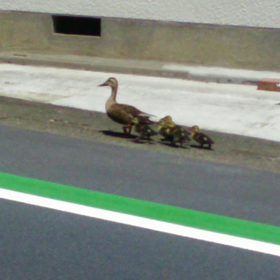 癒された出来事の画像
