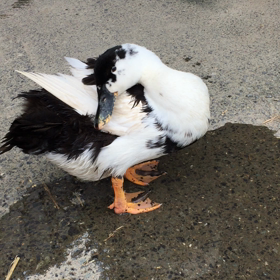 今日もいい日に(((o(*ﾟ▽ﾟ*)o)))の画像