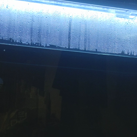 今年、2匹目！の画像