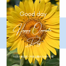 春日部のひまわり畑の画像