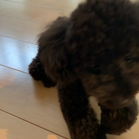 親バカ(犬バカ)の画像