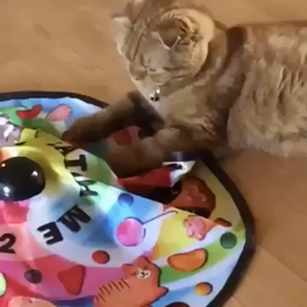 Catch me if you can 2の画像