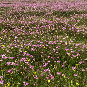 癒し風景の画像