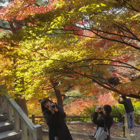 東福寺の美しすぎる紅葉【動画】の画像