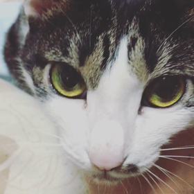 ボヨンボヨンコロン。の画像