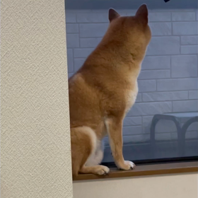 しんちゃんの遠吠えの画像