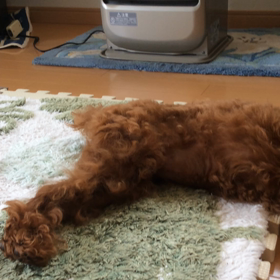 何の夢を見ているの？の画像