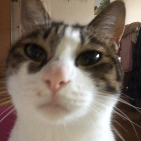 勇気と優しさが魔法の力になる！今朝も保護猫デールと！の画像