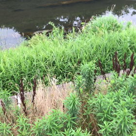 鴨ばかりですが、メンゴの画像