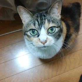 動画のこももさんの画像