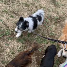 2月29日11わんこと3時間遠足　　代々木公園の画像