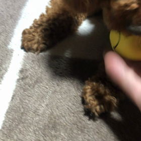 母の日よりわんこ？の画像