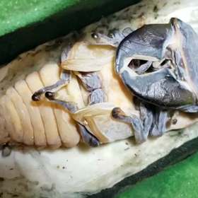 スマトラ蛹52.5gの画像