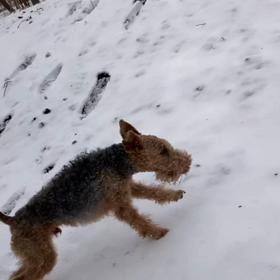 ドッグラン完成の画像