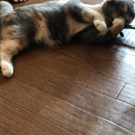 星那ちゃんの画像