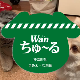Wanちゅ〜るの画像
