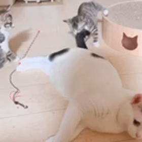 アリエナイの画像