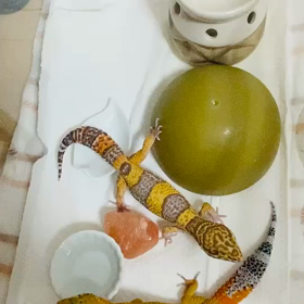 リュカちゃんは小心者の画像