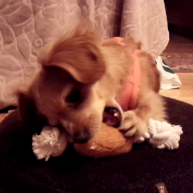 お肉好き好きの画像