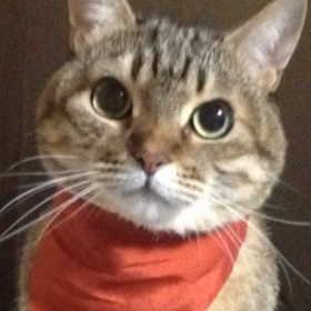 ななのファションショー！！m（≧∇≦）の画像