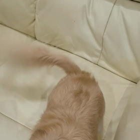 今日はアロエヨーグルトの日の画像