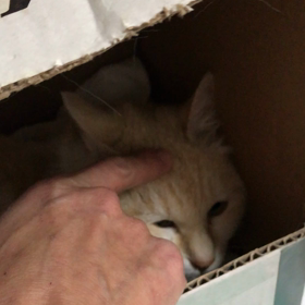 つくしちゃんの画像