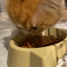 禰豆子の画像