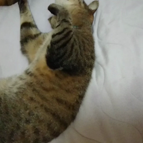 じゃれてる？の画像