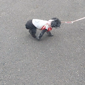 スタスタ歩くよの画像