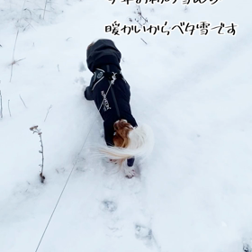 今年お初の雪ん歩の画像