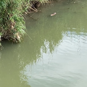 朝酌川のヌートリアの画像