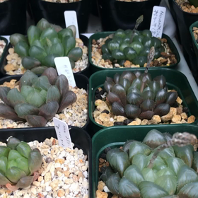 一日一多肉㊲ オブツーサ軍団の画像