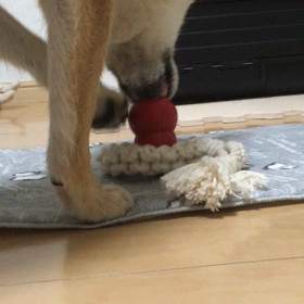 KONGと格闘中の画像