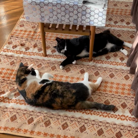 仲がいいんだか、悪いんだかの画像