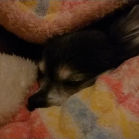 ココの呼吸が苦しそうだったけどの画像