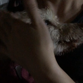 介護犬ＷｉＬＬの記録⑦の画像