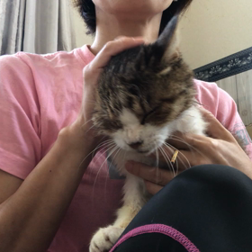 明日美ちゃん再検査(里親様募集中)の画像