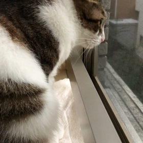 新たなスーツケースの情報、帰りのゲリラ豪雨をデールと見つめる。の画像