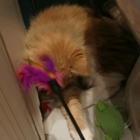 シンバの動画～の画像