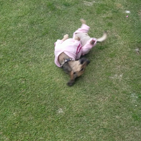 ピンクが嫌なんじゃあないんだよ〰️の画像