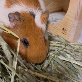 58:ちっちゃいもの倶楽部の画像