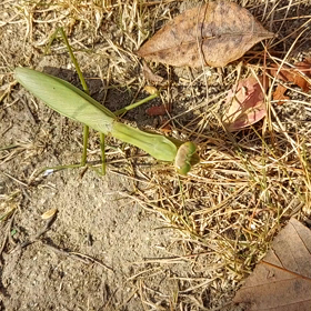 カマキリ、、寒さでも頑張る！の画像