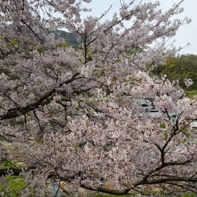 そろそろ最後の桜の画像