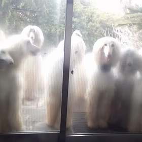 ランランの画像